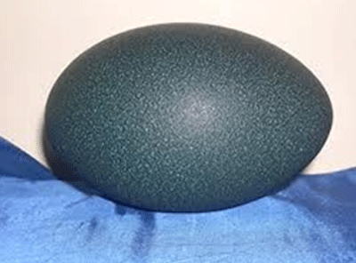 Emu Egg